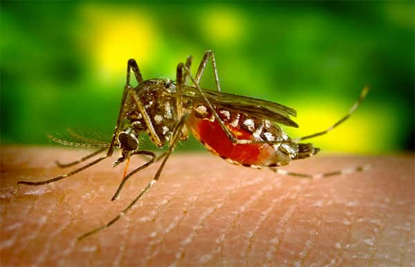 Aedes aegypti: entenda suas características