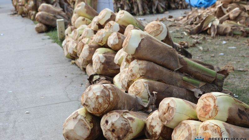 Cariacica tem cinco pontos de vendas de palmito autorizados para a Semana Santa