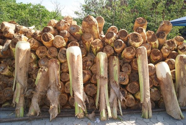 Prefeitura de Vila Velha divulga edital para comercialização do palmito