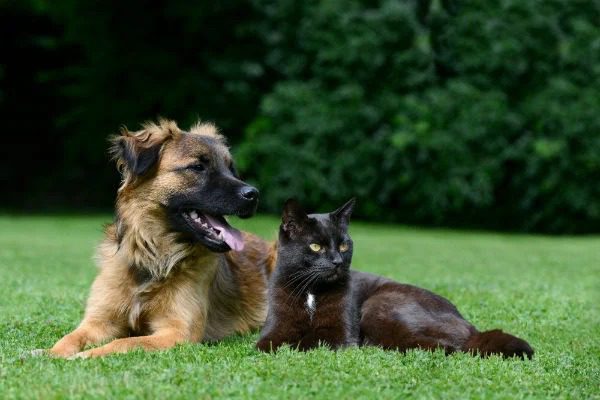 Cariacica Castra Legal: primeiras castrações de cães e gatos começam nesta quinta-feira (15)
