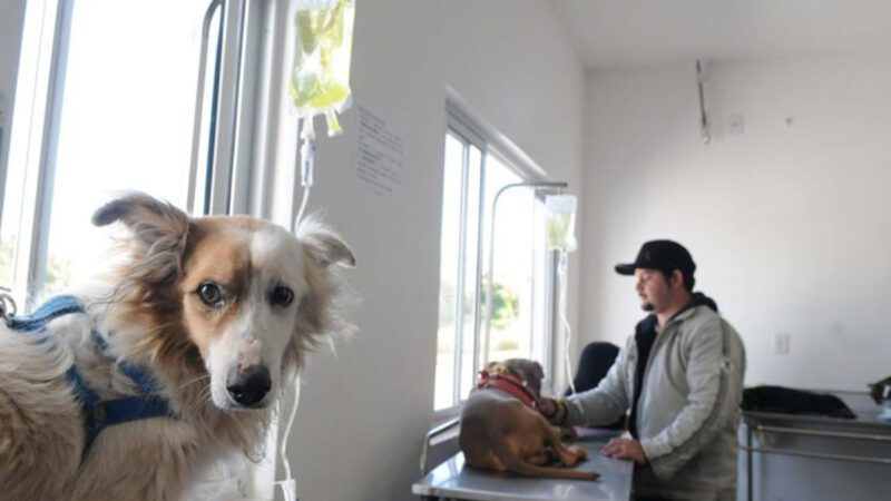 Ales: proposta autoriza acesso livre a clínicas veterinárias