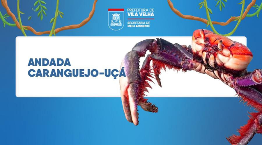 ​Andada do caranguejo-uçá começa na próxima semana em Vila Velha