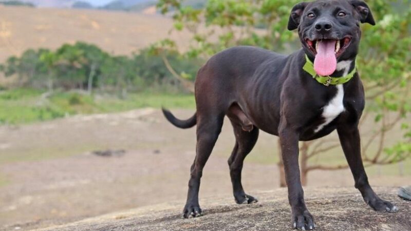 Programa ARCA na Serra completa um ano de cuidados a cães e gatos