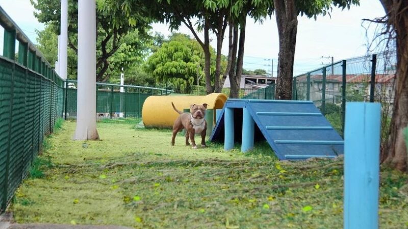 Espaço exclusivo para diversão dos Pets no município da Serra