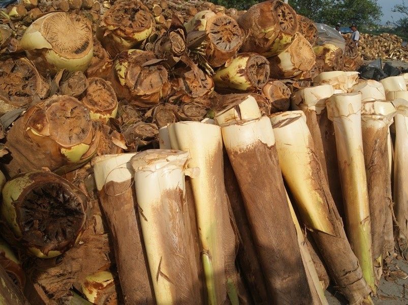 Confira onde comprar palmito in natura em Vila Velha para Semana Santa