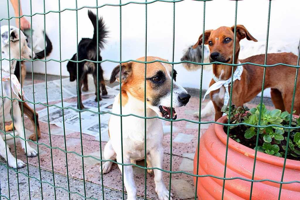 Prefeitura da Serra realiza feira de adoção neste sabado (17)