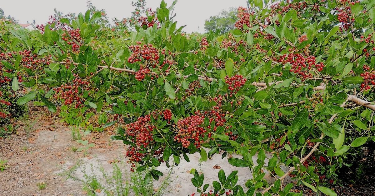 Inscrições para o 2º Festival Brasileiro de Pimenta Rosa em São Mateus estão abertas