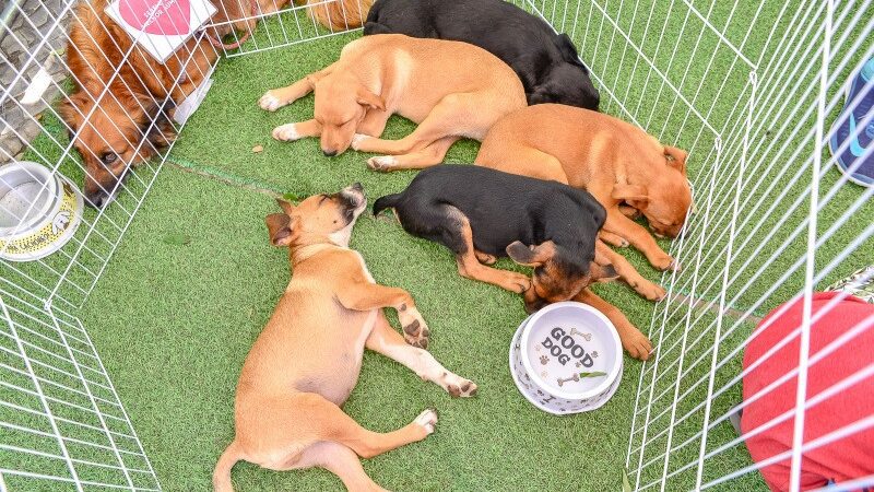 Evento de adoção no Parque Manolo Cabral apresentará 40 cães e gatos disponíveis
