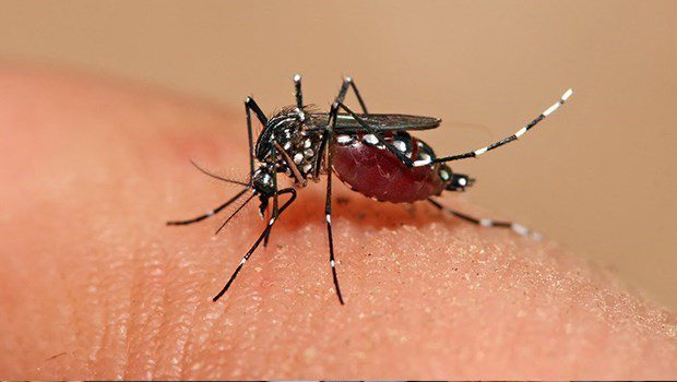 Chegam ao estado as primeiras doses de vacina contra dengue nesta quinta-feira (22)