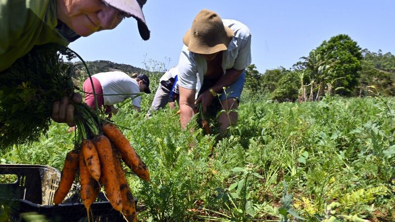 Agricultura Familiar e cooperativas garantem alimentação saudável em Vitória