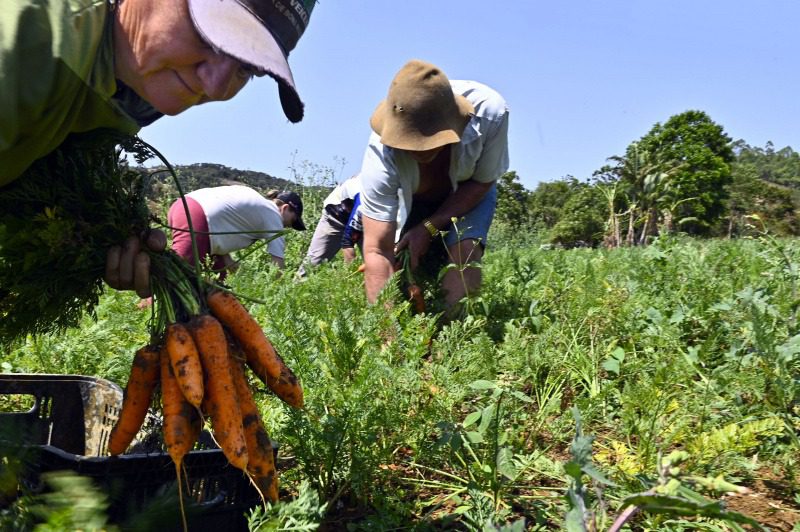 Agricultura Familiar e cooperativas garantem alimentação saudável em Vitória